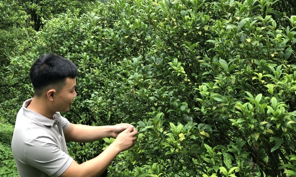 Bảo tồn và phát triển nguồn gen Chanh rừng: Tạo sinh kế cho người dân vùng núi Mẫu Sơn