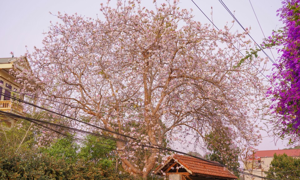 Thành phố Lạng Sơn: Rực rỡ mùa hoa ban