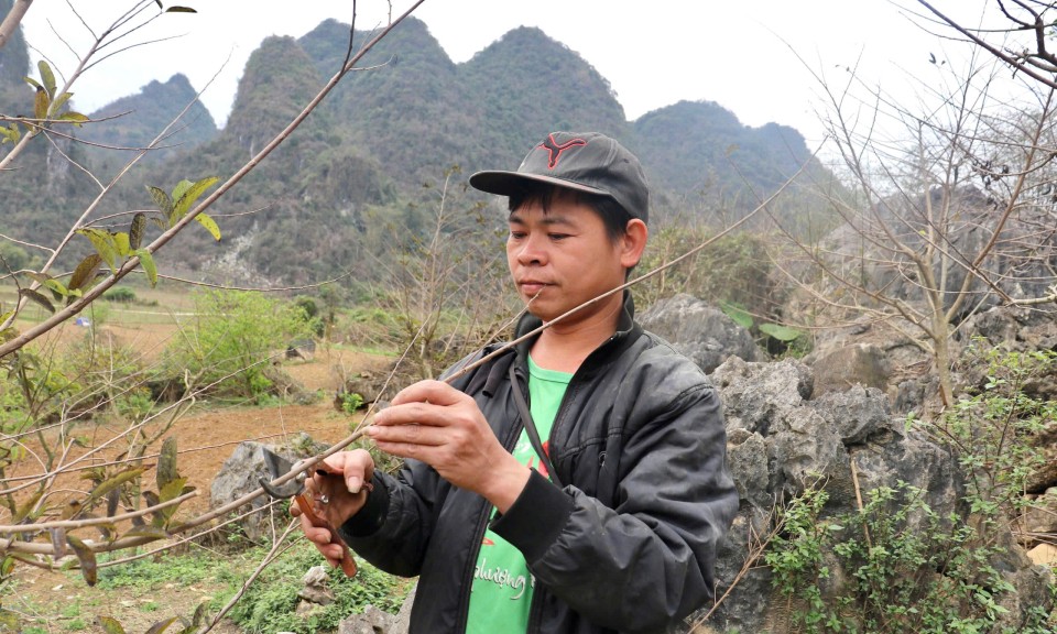 Tổ hợp tác sản xuất na VietGAP xã Bằng Hữu: Liên kết sản xuất, nâng chất lượng sản phẩm