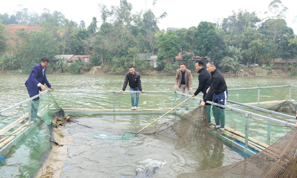 Chăn nuôi cá lồng: Tận dụng tiềm năng, phát huy hiệu quả