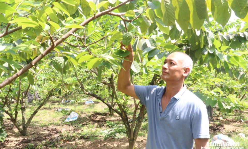Vốn tín dụng góp phần phát triển nông nghiệp, nông thôn