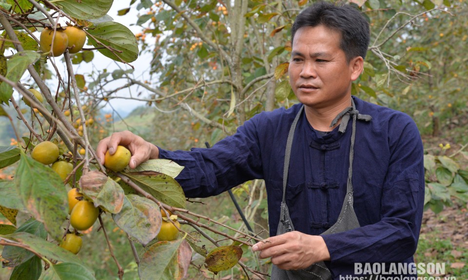 Lan tỏa phong trào nông dân thi đua sản xuất, kinh doanh giỏi