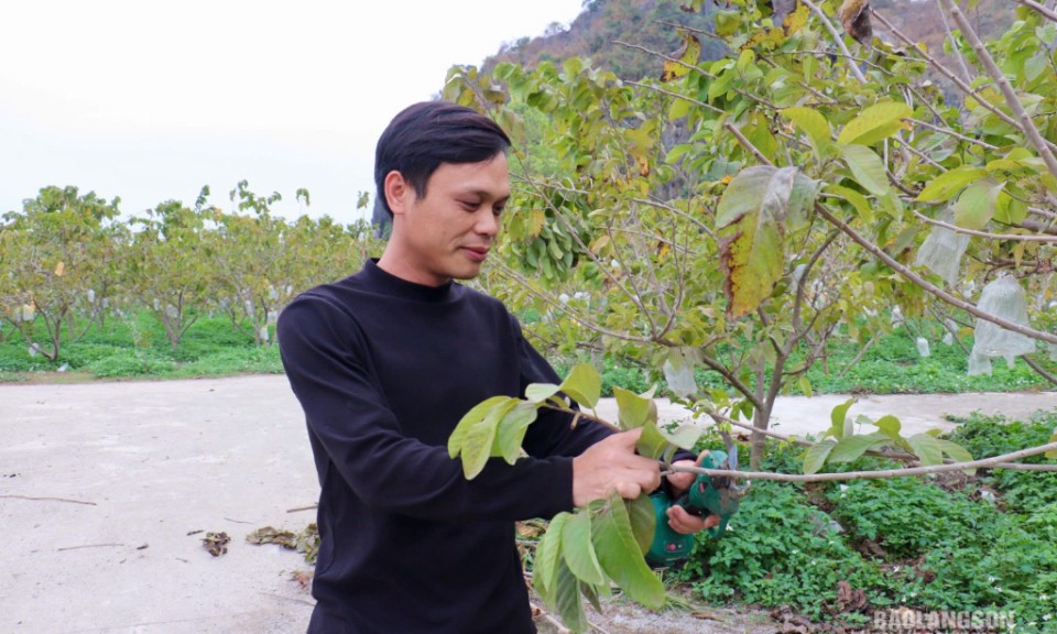 Làm giàu từ cây na Thái