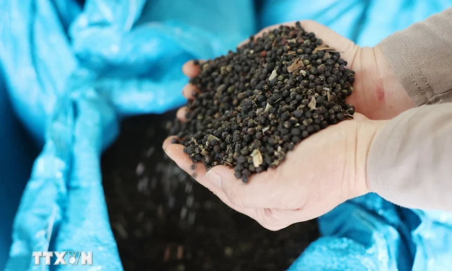 Xuất khẩu khả quan, doanh nghiệp hồ tiêu vẫn lo ứng phó thuế của Hoa Kỳ