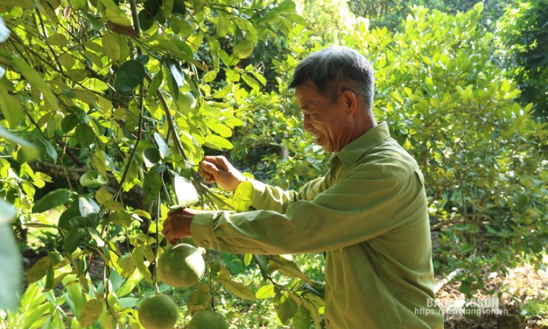 Cựu chiến binh Lạng Sơn: Anh dũng thời chiến, cống hiến thời bình