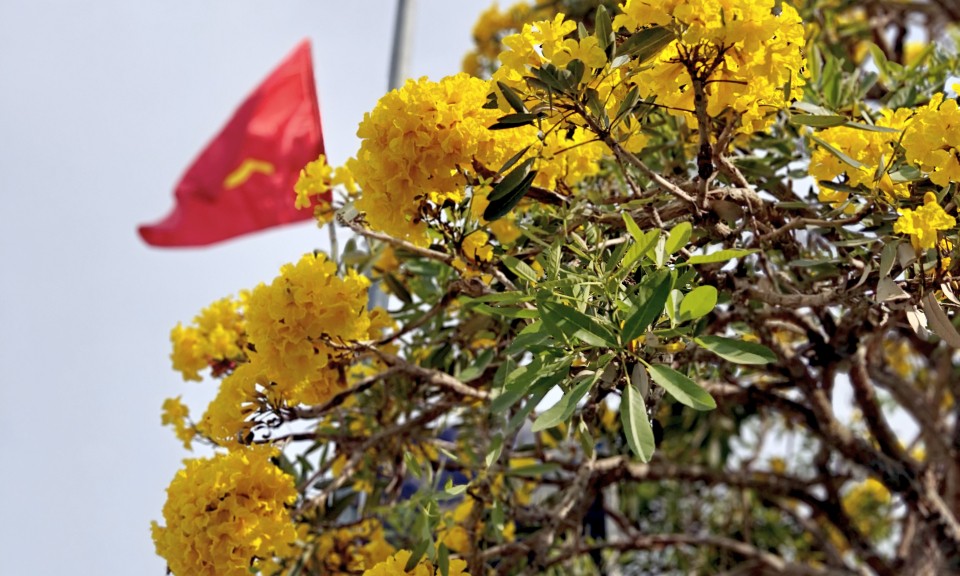 Chiêm ngưỡng vẻ đẹp hoa Chuông vàng giữa lòng thành phố Lạng Sơn 