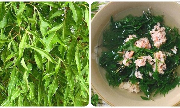 Các bài thuốc chữa bệnh thường gặp từ cây đinh lăng