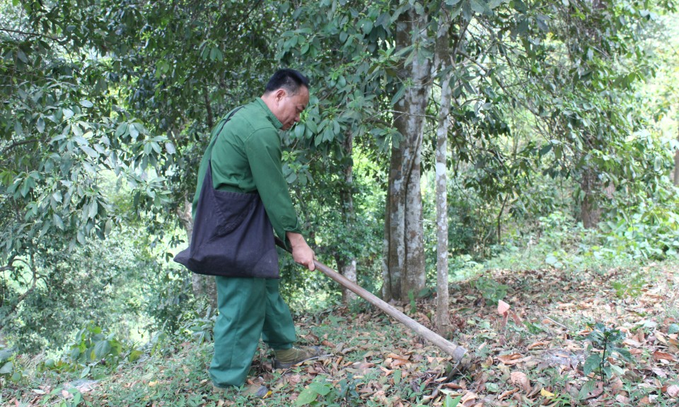 Văn Lãng: Cây hồi nay đã toả hương