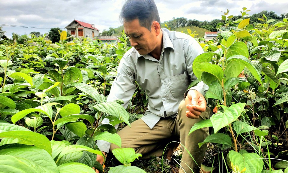 Nông dân làm giàu trên đồng đất quê hương