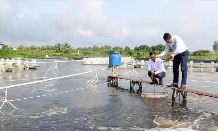 Giảm thiệt hại tôm nuôi do thời tiết nắng nóng