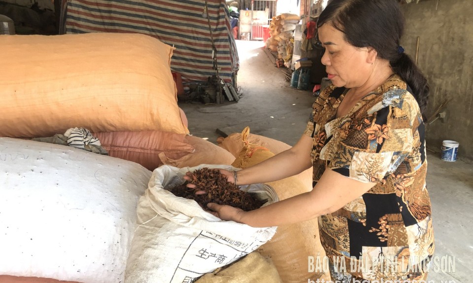 Trồng hồi, hướng làm giàu ở Điềm He
