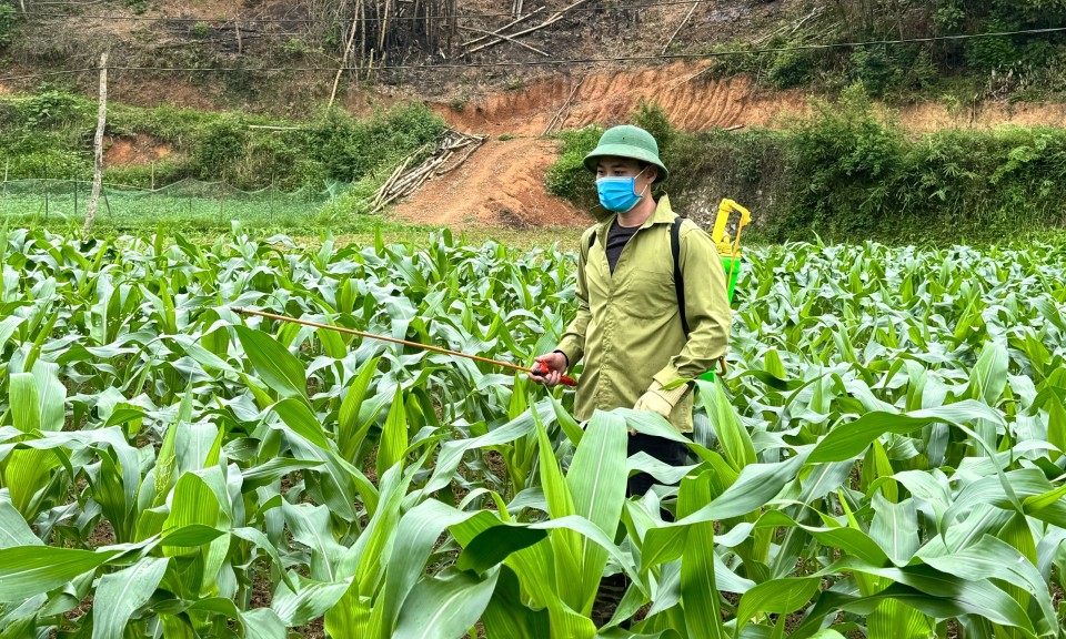 Phòng sớm sâu bệnh hại cây trồng vụ xuân