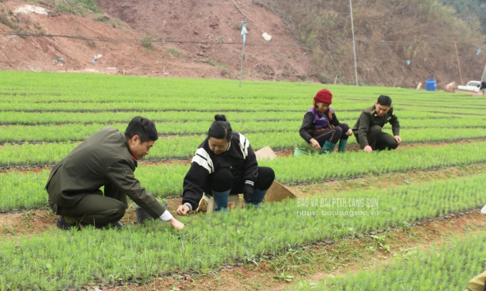 Lạng Sơn: 38 nguồn giống cây lâm nghiệp được công nhận, đảm bảo chất lượng