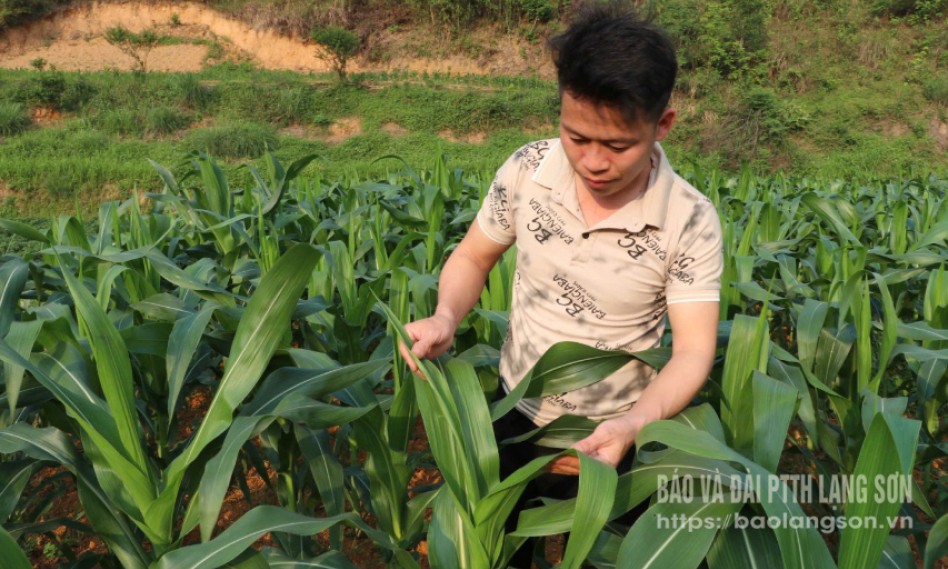 Châu chấu tre, phòng hơn chữa 