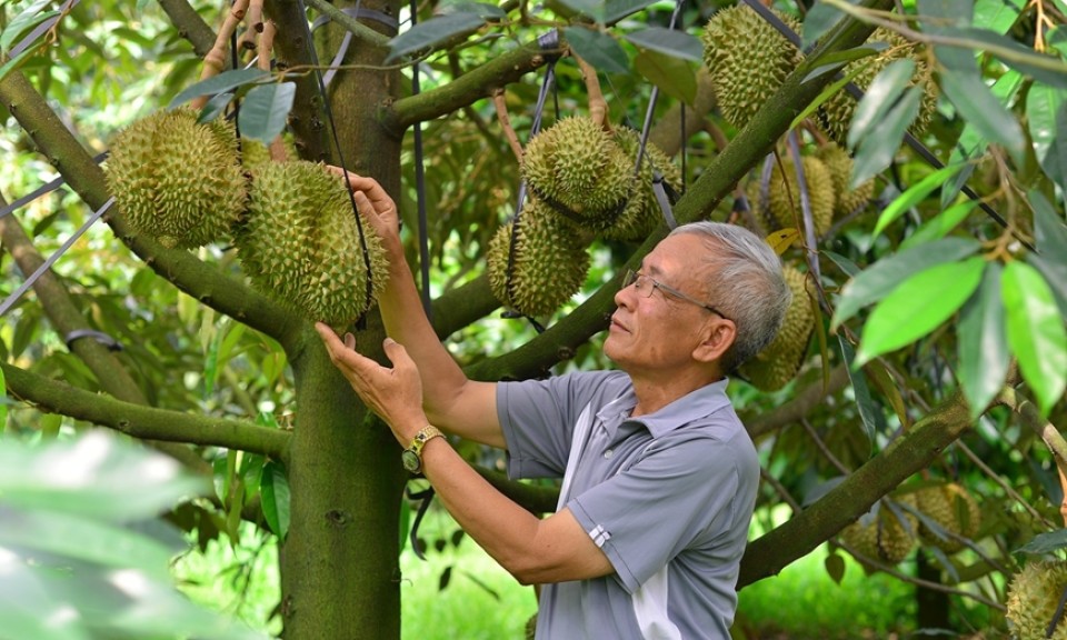 Lâm Đồng siết chặt quản lý chất lượng sầu riêng