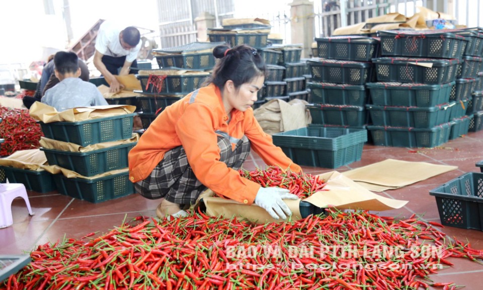Ớt Chi Lăng: Giá cao – năng suất giảm mạnh