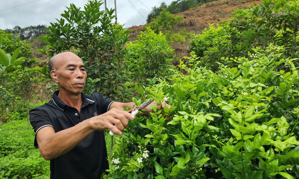 Cây cảnh - hướng làm giàu ở Thống Nhất