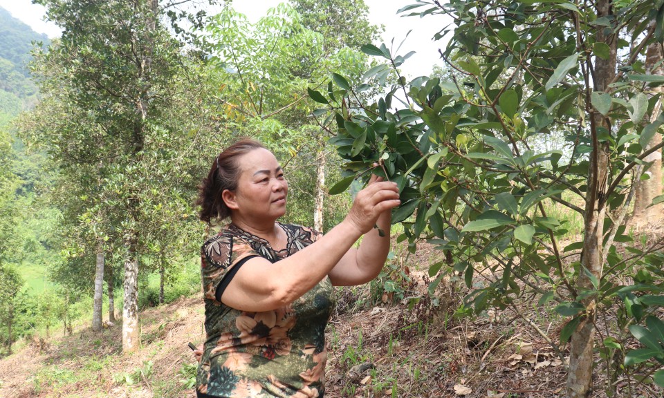 Vụ hồi kém vui