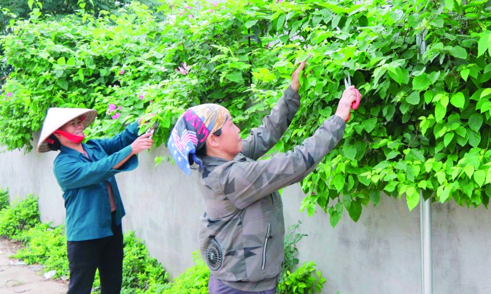 Bóng hồng xanh hoá đường quê