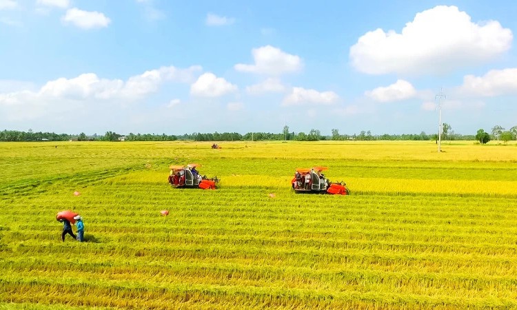 Chú trọng xuất khẩu gạo chất lượng cao