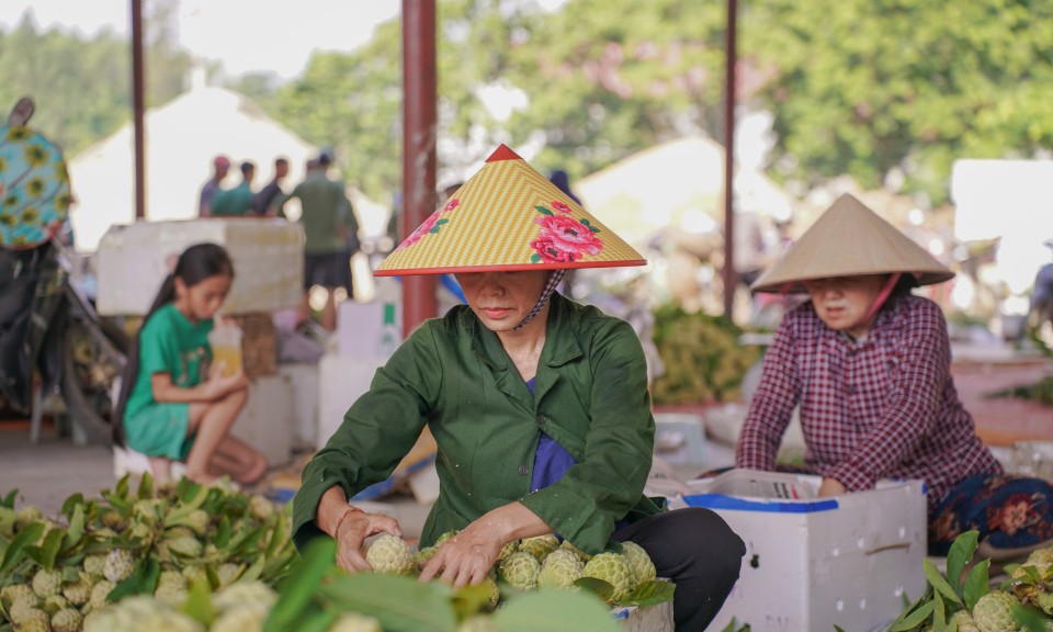 Na Lạng Sơn vào vụ