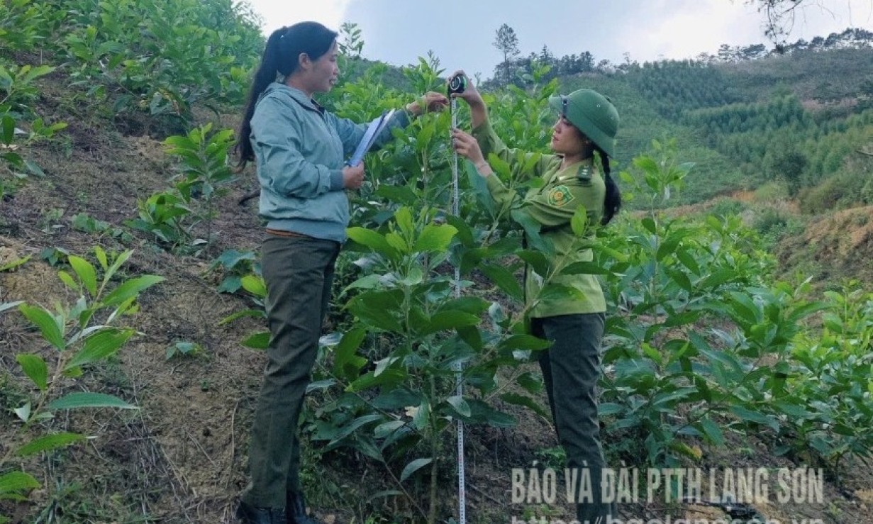 Vững gốc, xanh rừng