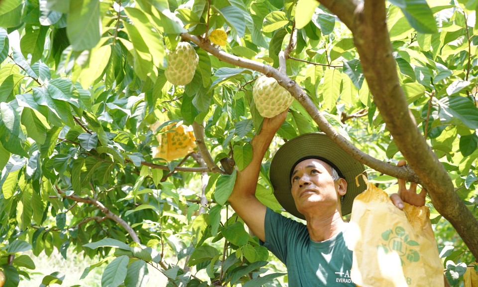Phát triển kinh tế nhờ các loại na